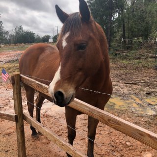 sorrel pony with white blaze face near a split rail fence
