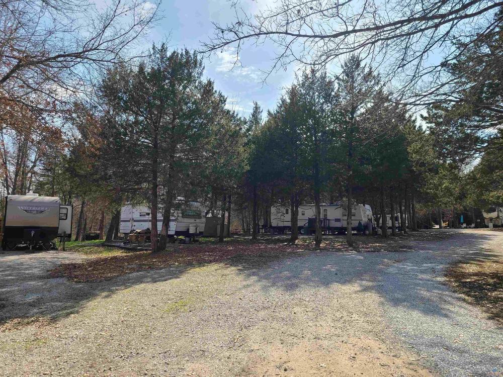 rvs parked under evergreen trees