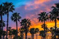 palm trees