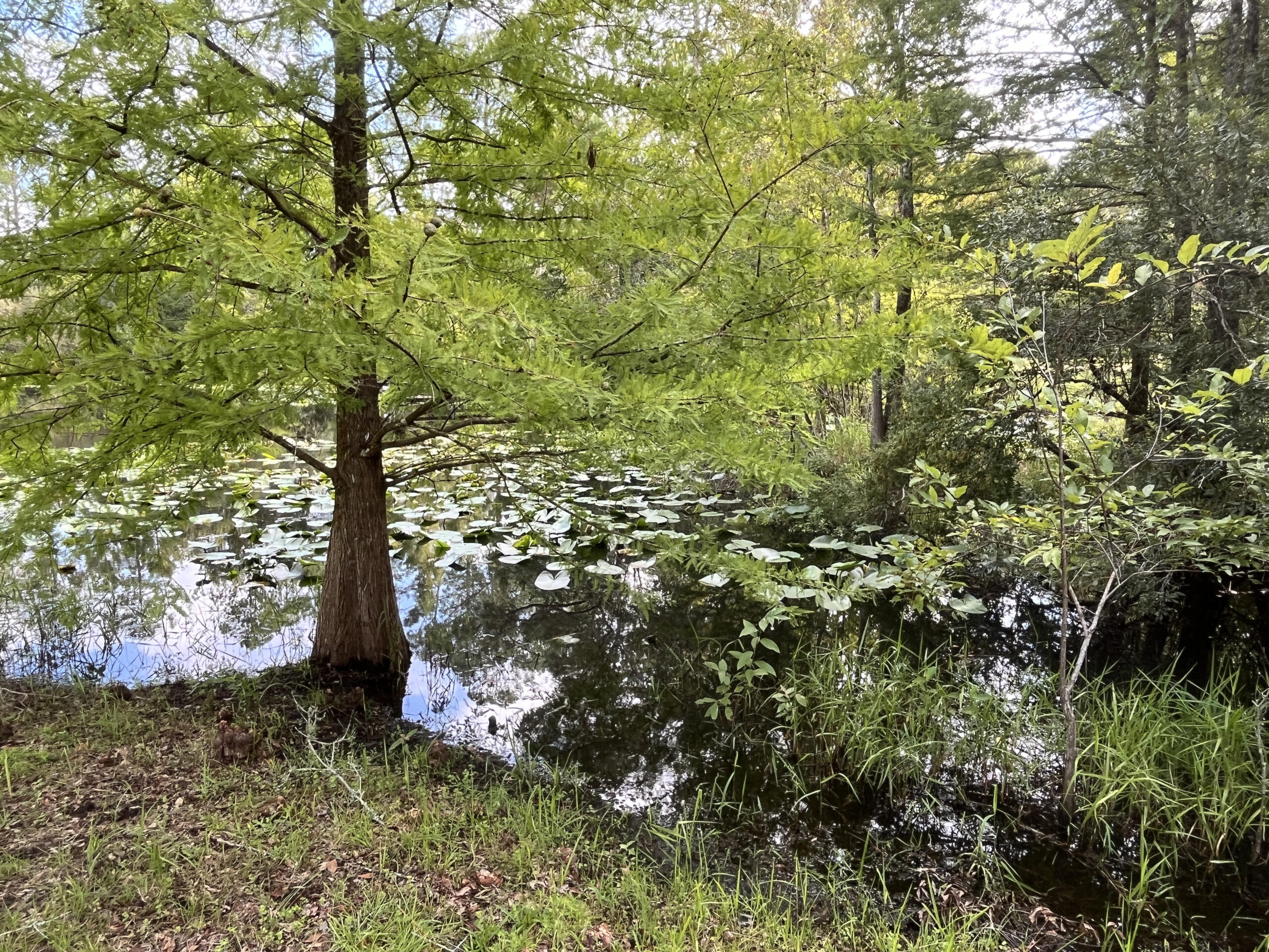 Suwannee River Hideaway photo 3