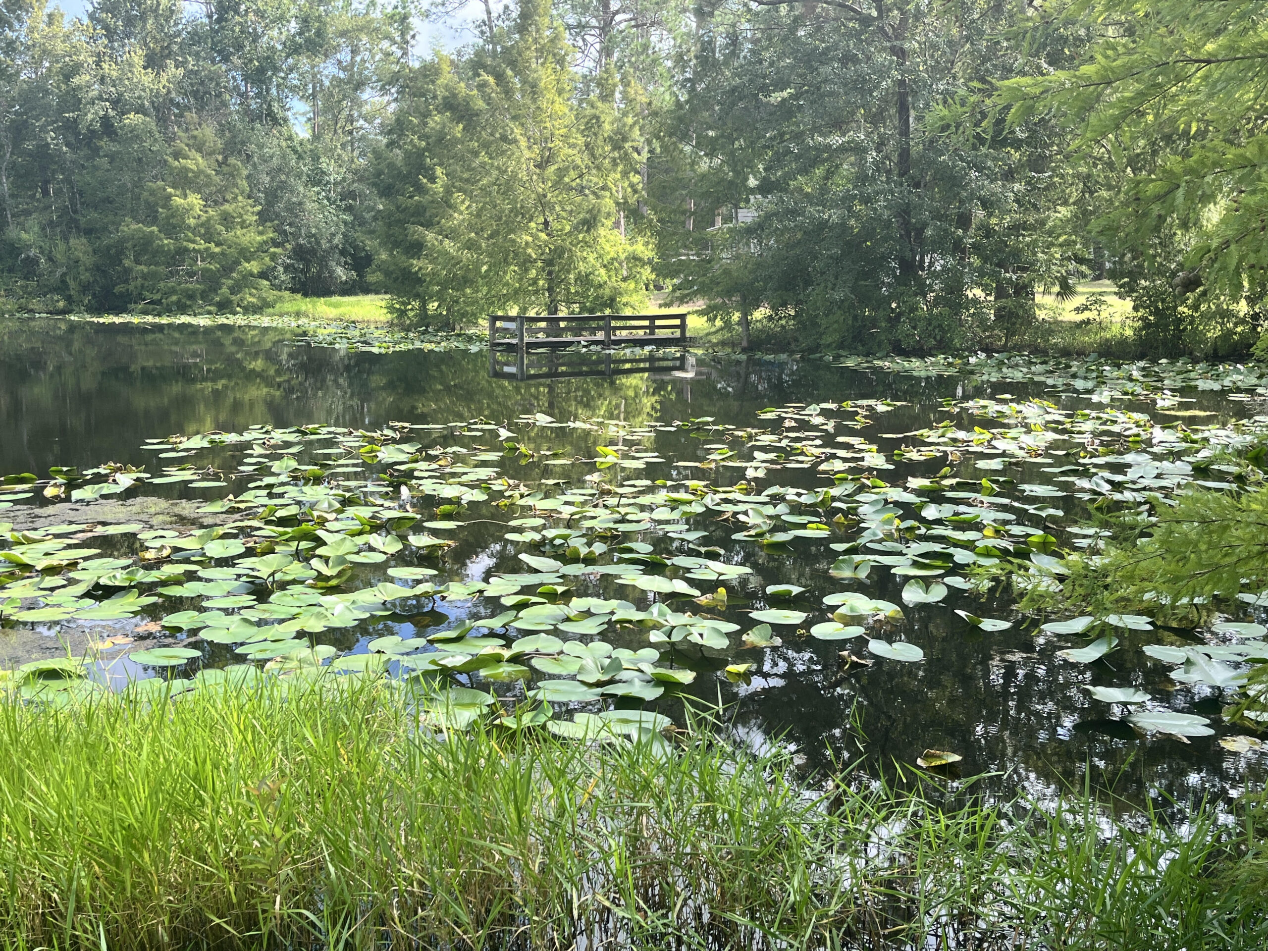 Suwannee River Hideaway photo 4
