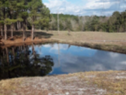 pond